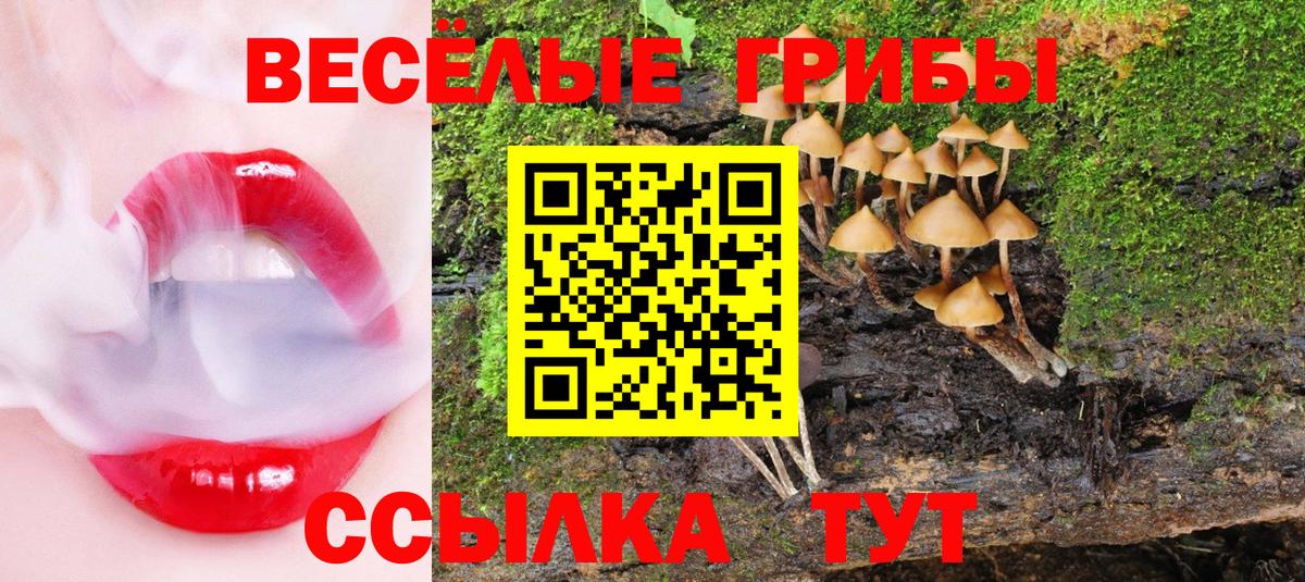 Галлюциногенные грибы Psilocybe Кисловодск